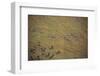 Zebras and Wildebeests-DLILLC-Framed Photographic Print