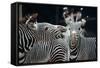 Zebras as Friends-Gary Edwards-Framed Stretched Canvas