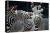 Zebras as Friends-Gary Edwards-Stretched Canvas