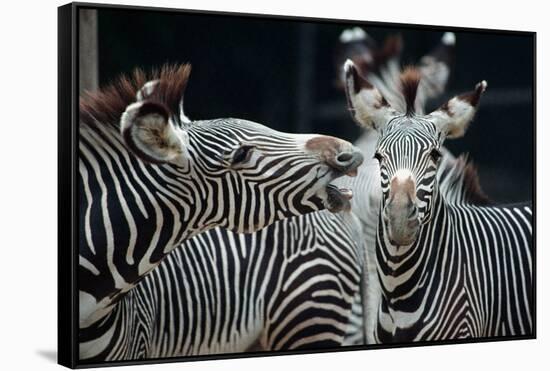 Zebras as Friends-Gary Edwards-Framed Stretched Canvas