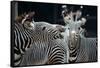 Zebras as Friends-Gary Edwards-Framed Stretched Canvas