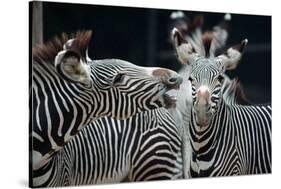 Zebras as Friends-Gary Edwards-Stretched Canvas
