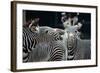 Zebras as Friends-Gary Edwards-Framed Photographic Print