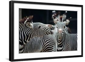 Zebras as Friends-Gary Edwards-Framed Photographic Print