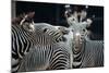 Zebras as Friends-Gary Edwards-Mounted Photographic Print