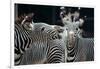 Zebras as Friends-Gary Edwards-Framed Photographic Print