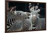 Zebras as Friends-Gary Edwards-Framed Photographic Print