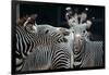 Zebras as Friends-Gary Edwards-Framed Photographic Print