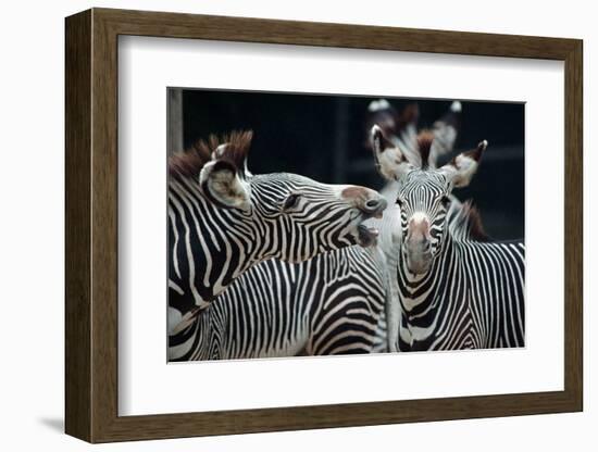 Zebras as Friends-Gary Edwards-Framed Photographic Print