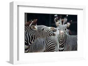 Zebras as Friends-Gary Edwards-Framed Photographic Print