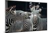 Zebras as Friends-Gary Edwards-Mounted Photographic Print