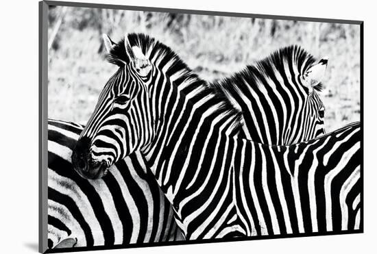 Zebras at Dawn-null-Mounted Art Print