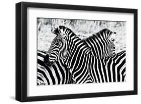 Zebras at Dawn-null-Framed Art Print