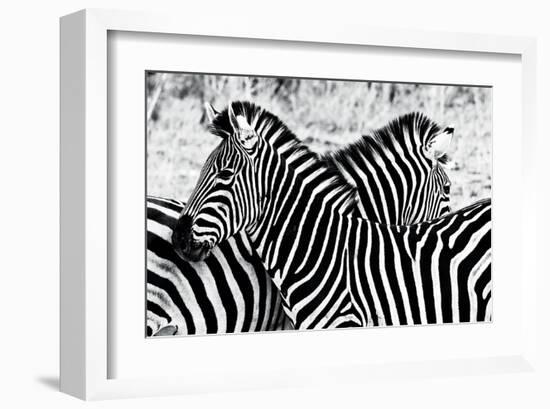 Zebras at Dawn-null-Framed Art Print