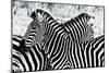Zebras at Dawn-null-Mounted Art Print