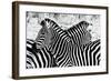 Zebras at Dawn-null-Framed Art Print