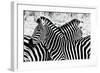 Zebras at Dawn-null-Framed Art Print