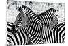 Zebras at Dawn-null-Mounted Art Print