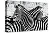 Zebras at Dawn-null-Stretched Canvas