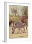 Zebras at Lincoln Park Zoo-null-Framed Art Print