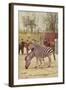 Zebras at Lincoln Park Zoo-null-Framed Art Print