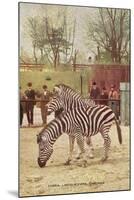 Zebras at Lincoln Park Zoo-null-Mounted Art Print