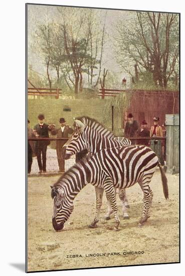 Zebras at Lincoln Park Zoo-null-Mounted Art Print