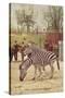 Zebras at Lincoln Park Zoo-null-Stretched Canvas