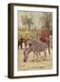 Zebras at Lincoln Park Zoo-null-Framed Premium Giclee Print