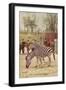 Zebras at Lincoln Park Zoo-null-Framed Art Print