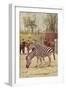 Zebras at Lincoln Park Zoo-null-Framed Art Print