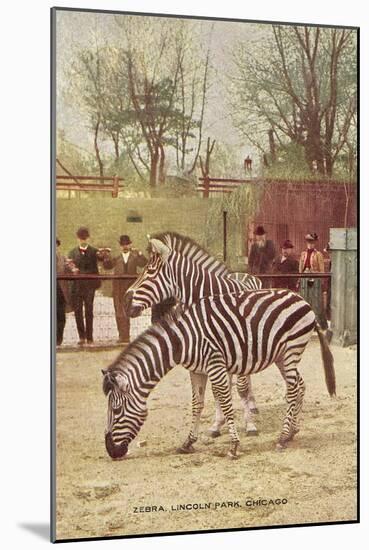 Zebras at Lincoln Park Zoo-null-Mounted Art Print