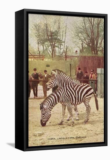 Zebras at Lincoln Park Zoo-null-Framed Stretched Canvas