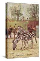 Zebras at Lincoln Park Zoo-null-Stretched Canvas