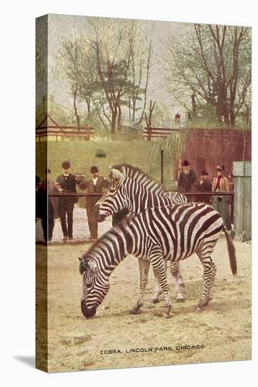 Zebras at Lincoln Park Zoo-null-Stretched Canvas