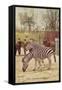 Zebras at Lincoln Park Zoo-null-Framed Stretched Canvas