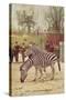 Zebras at Lincoln Park Zoo-null-Stretched Canvas
