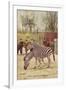 Zebras at Lincoln Park Zoo-null-Framed Art Print