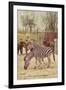 Zebras at Lincoln Park Zoo-null-Framed Art Print