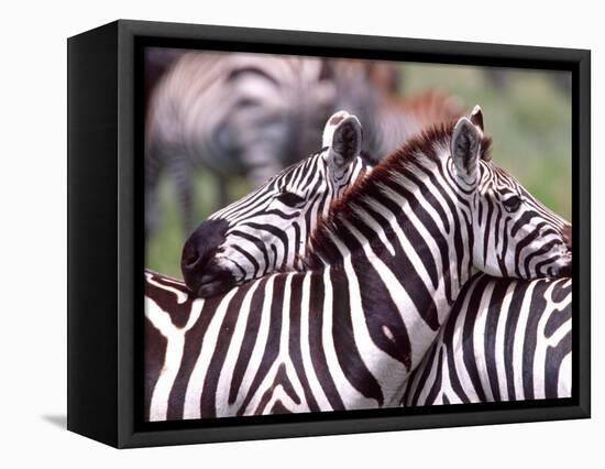 Zebras at Rest, Tanzania-David Northcott-Framed Stretched Canvas