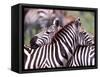 Zebras at Rest, Tanzania-David Northcott-Framed Stretched Canvas