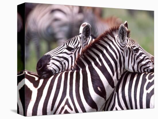 Zebras at Rest, Tanzania-David Northcott-Stretched Canvas