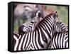 Zebras at Rest, Tanzania-David Northcott-Framed Stretched Canvas