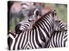 Zebras at Rest, Tanzania-David Northcott-Stretched Canvas