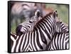 Zebras at Rest, Tanzania-David Northcott-Framed Stretched Canvas