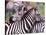 Zebras at Rest, Tanzania-David Northcott-Stretched Canvas