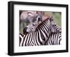 Zebras at Rest, Tanzania-David Northcott-Framed Photographic Print