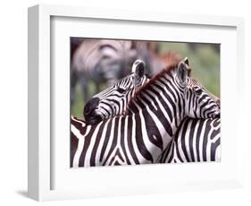 Zebras at Rest, Tanzania-David Northcott-Framed Photographic Print