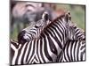 Zebras at Rest, Tanzania-David Northcott-Mounted Photographic Print