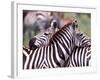 Zebras at Rest, Tanzania-David Northcott-Framed Photographic Print